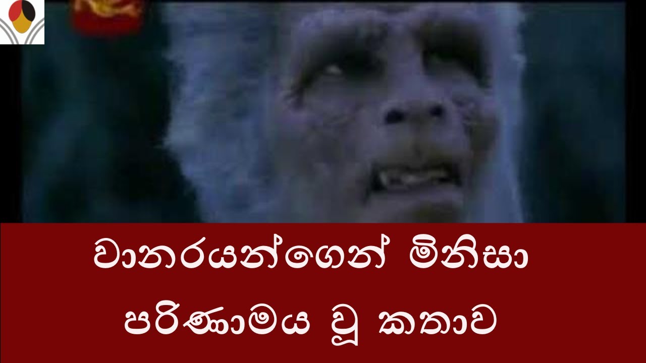 Human evolution -   ලුසීගේ කතාව - වානරයන්ගෙන් මිනිසා පරිණාමය වූ හැටි
