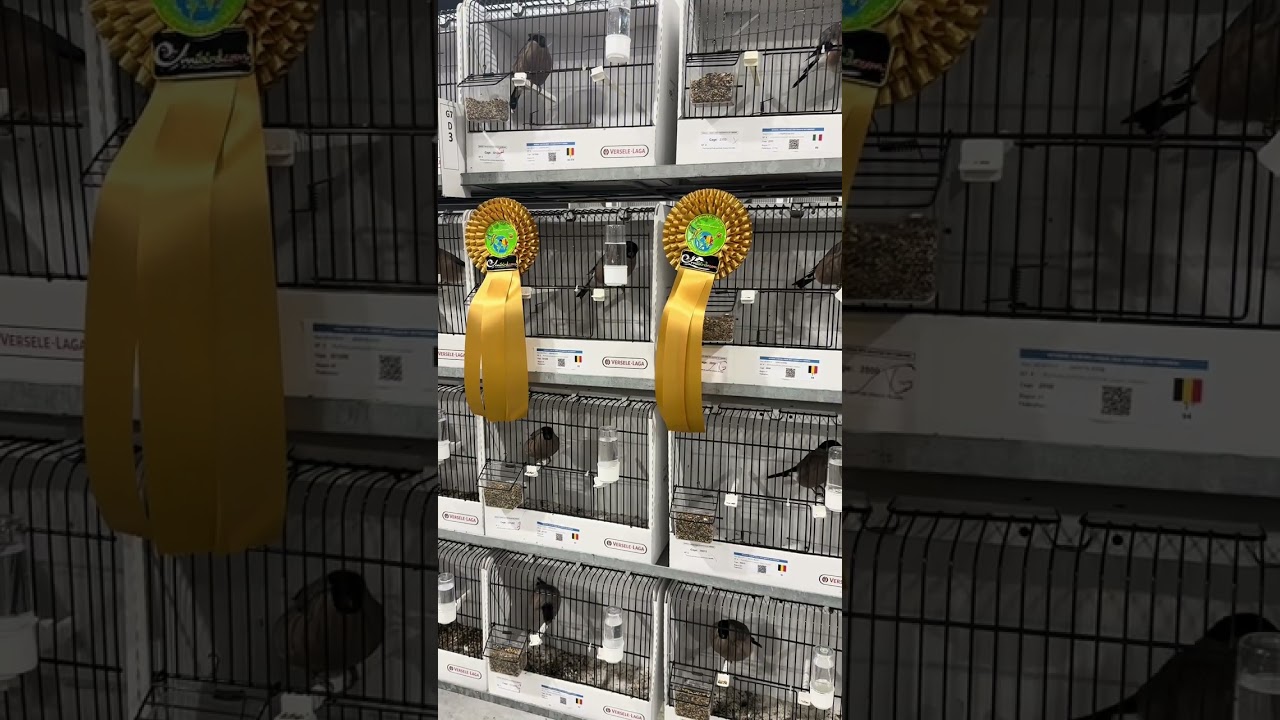 Fauna europea en el mundial de Bélgica 🇧🇪 🌏 