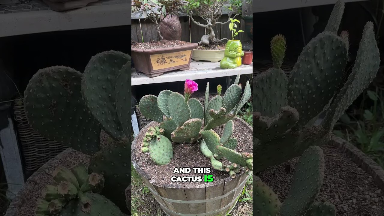 Prickly Pear Cacti Are Super Cold Hardy