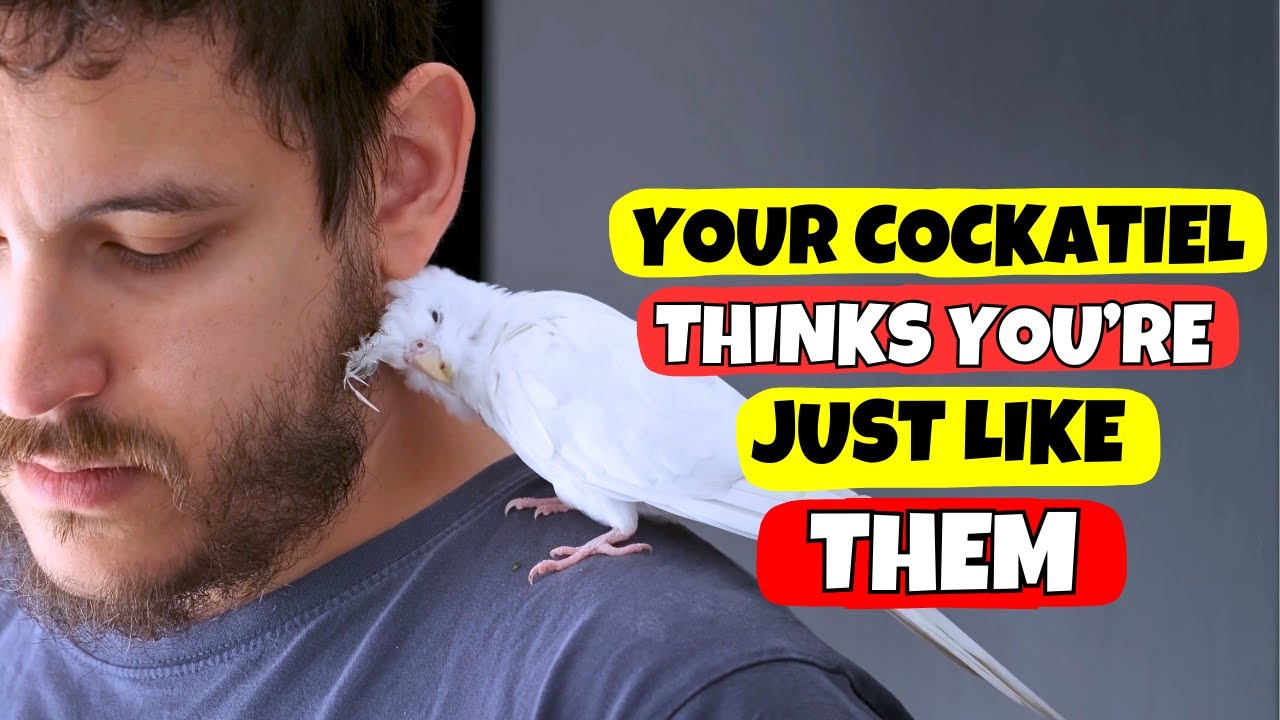 When You Do These 5 Things, Your COCKATIEL Sees You as Another Bird