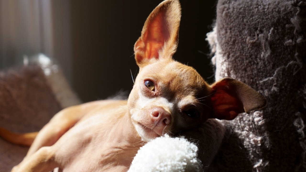 Thankful Rescue Dog is SO EXCITED to do Tricks For Dad. Sad Shelter Dog Transformed into a Good Boy!