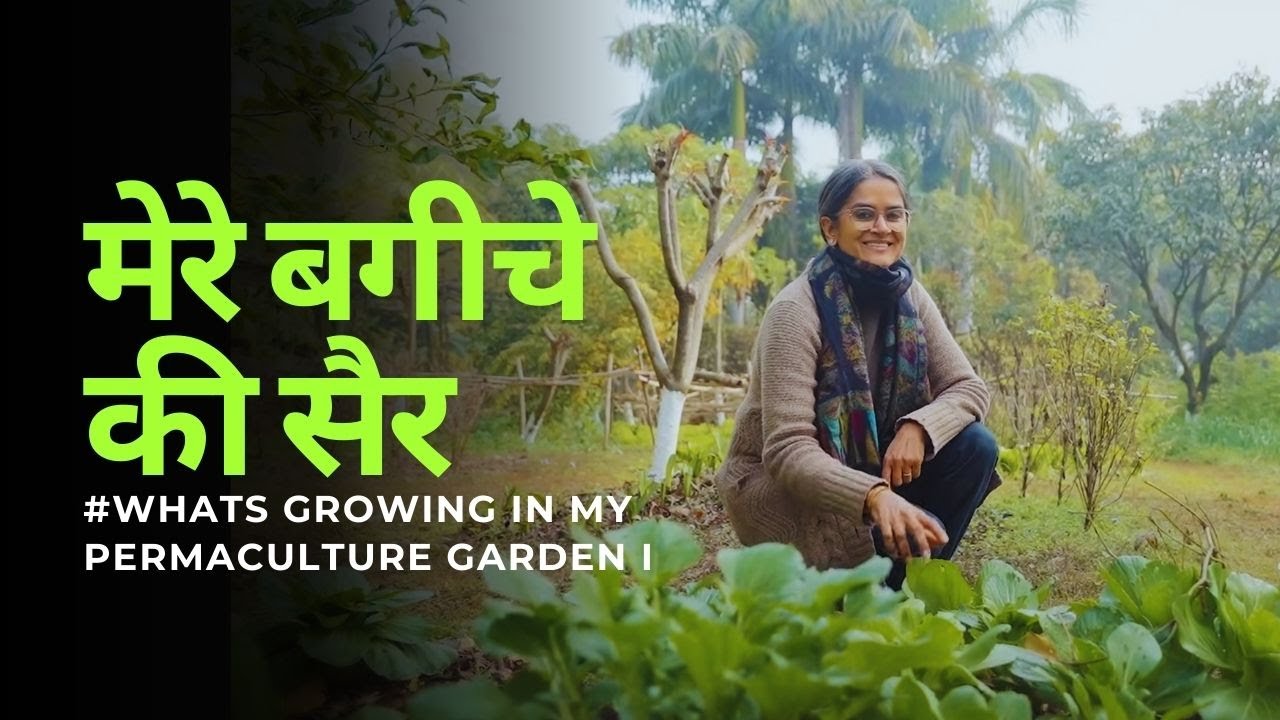 मेरे बगीचे की सैर - 1 |  Whats growing in my permaculture garden #permaculturefarm #foodforests