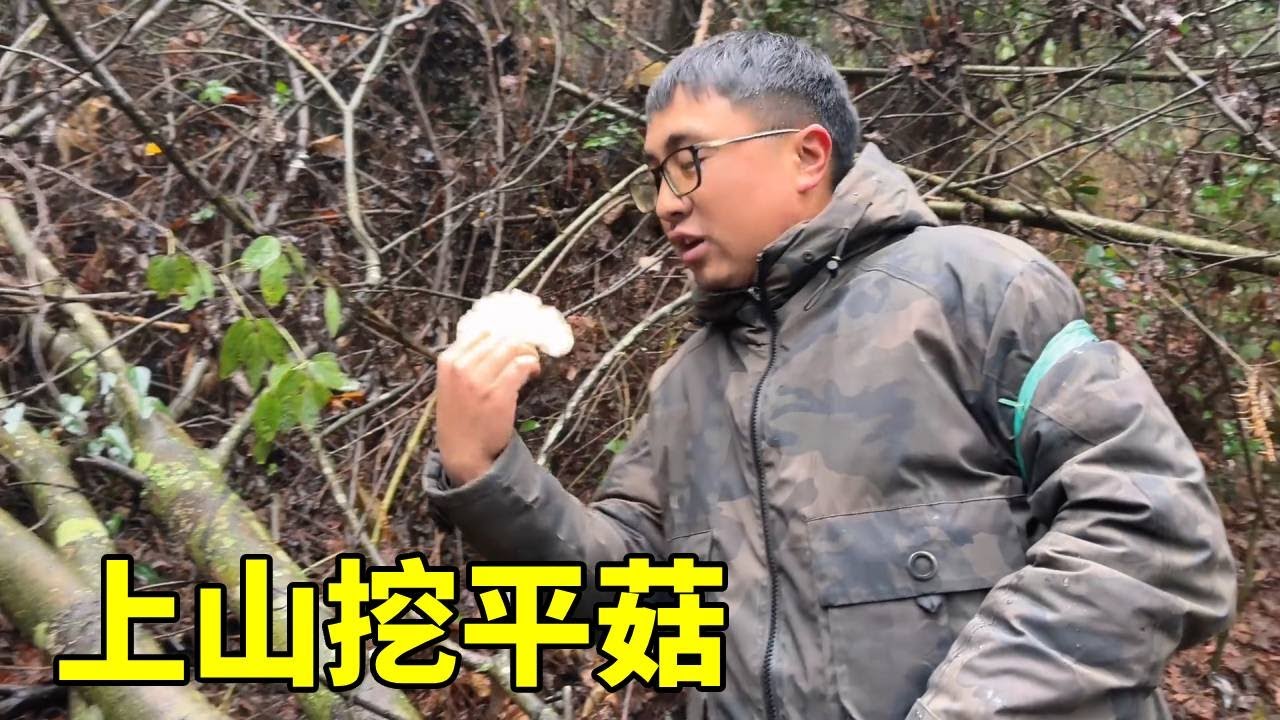 两场暴雨过后，山里人终于实现平菇自由，冬宝直接炖一盆，真鲜美 ！#农村生活#菌子