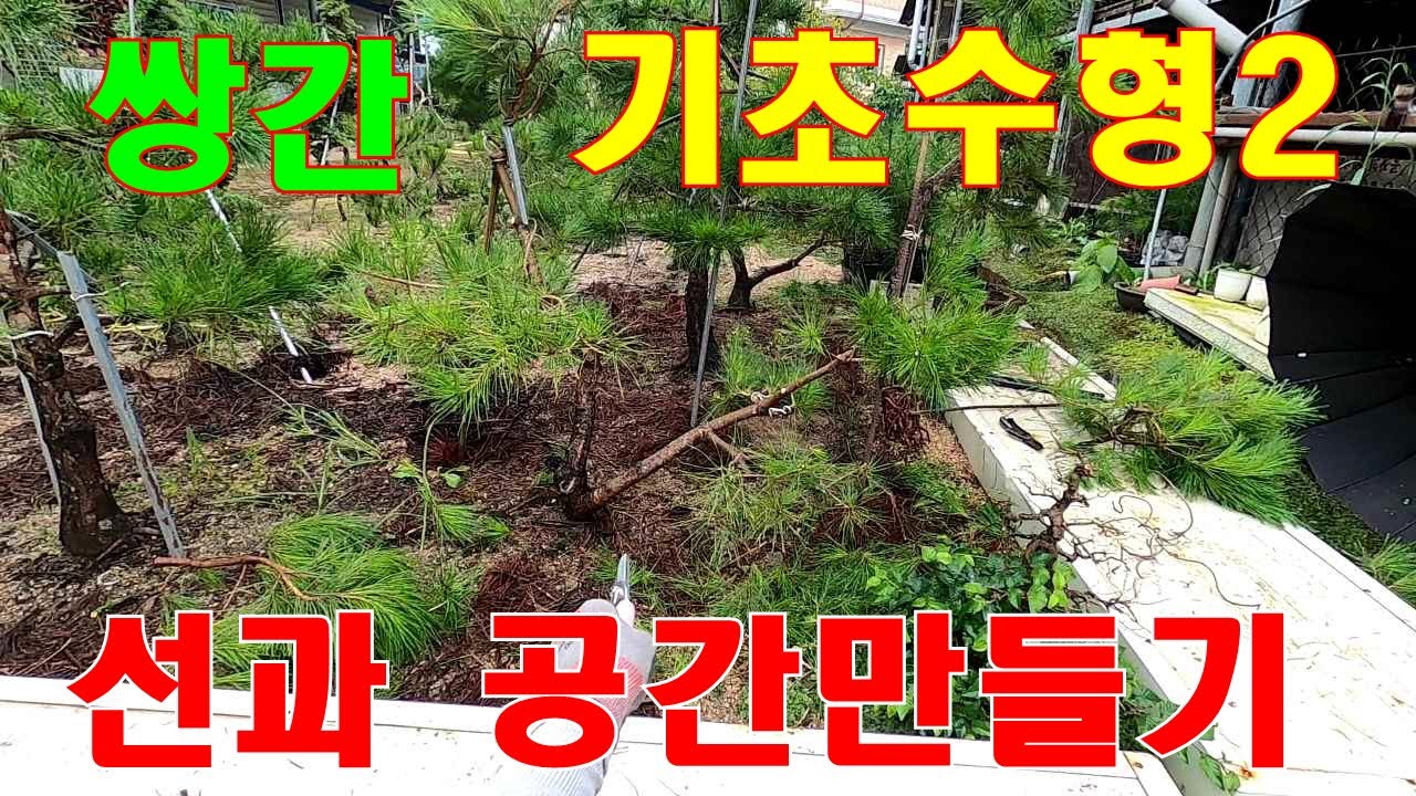 쌍간기초수형 2차영상- 건강하고 멋진소나무를 원하신다면 기다려 주세요.#소나무취미생활 #정원관리 #소나무관리 #소나무전지 #소나무수형