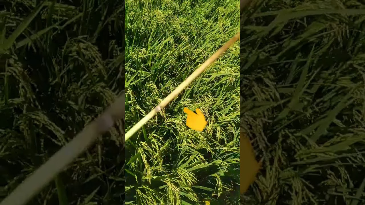 كيفية الحصول علي أعلى إنتاج من محصول الارز ٦ طن للفدان من محصول الأرز ...