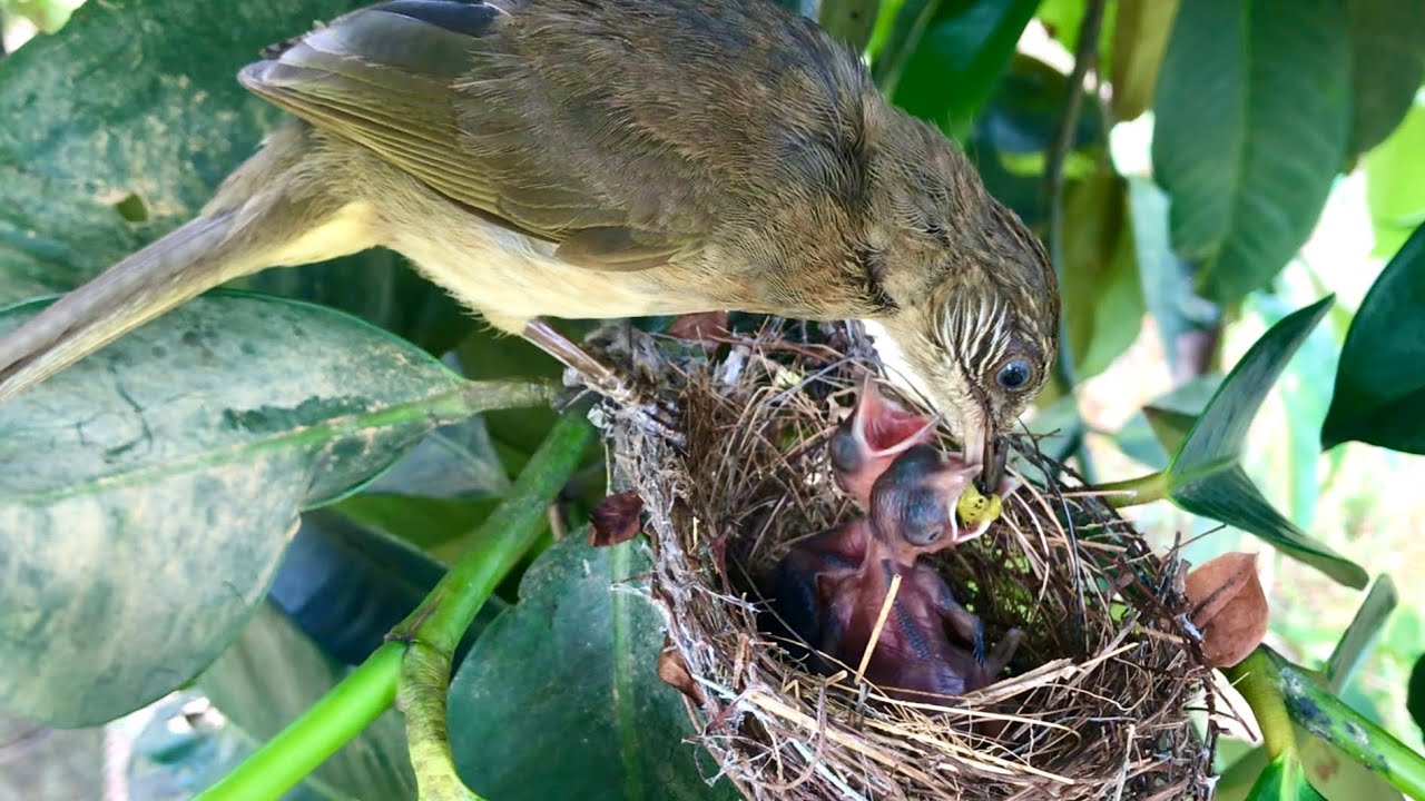 Bulbul Mom Struggle to Feed Two Bird Chicks and Keep the Nest Clean and Safe