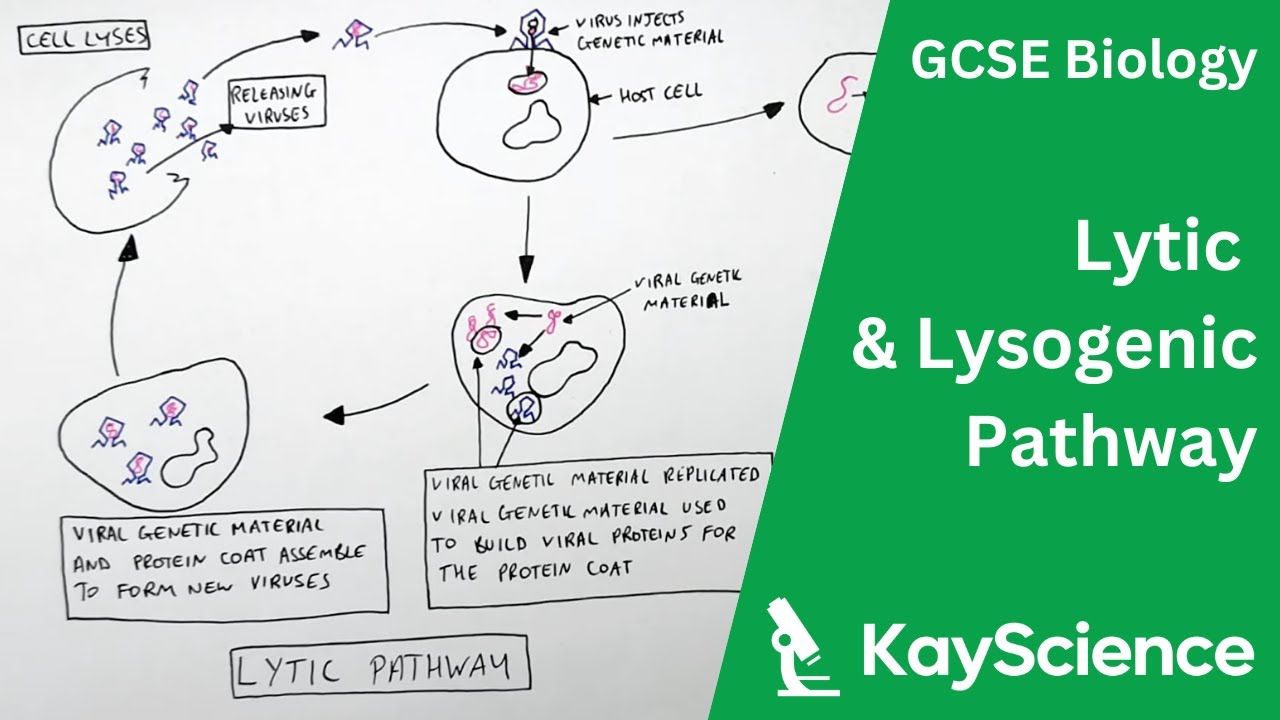 GCSE Biology – Lytic and Lysogenic Cycles of Viruses