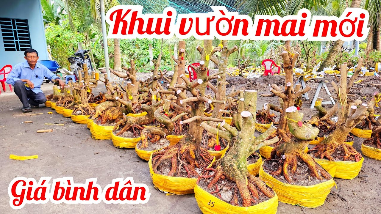 Anh Vũ 📲 0866173290 khui lô mai đế Vip giá rẻ mai Giảo Thủ Đức 27/2 (@MaivàngQuêdừa)