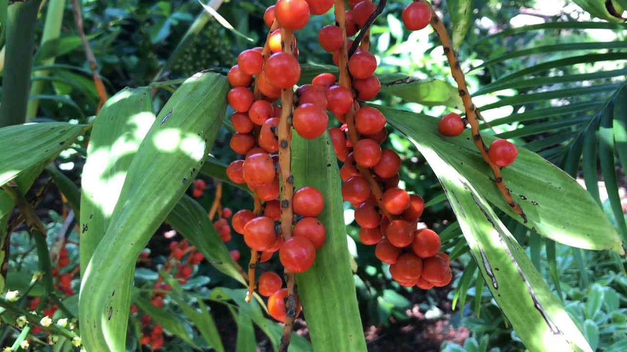 Cold Hardy Bamboo Palm, Chameadorea microspadix