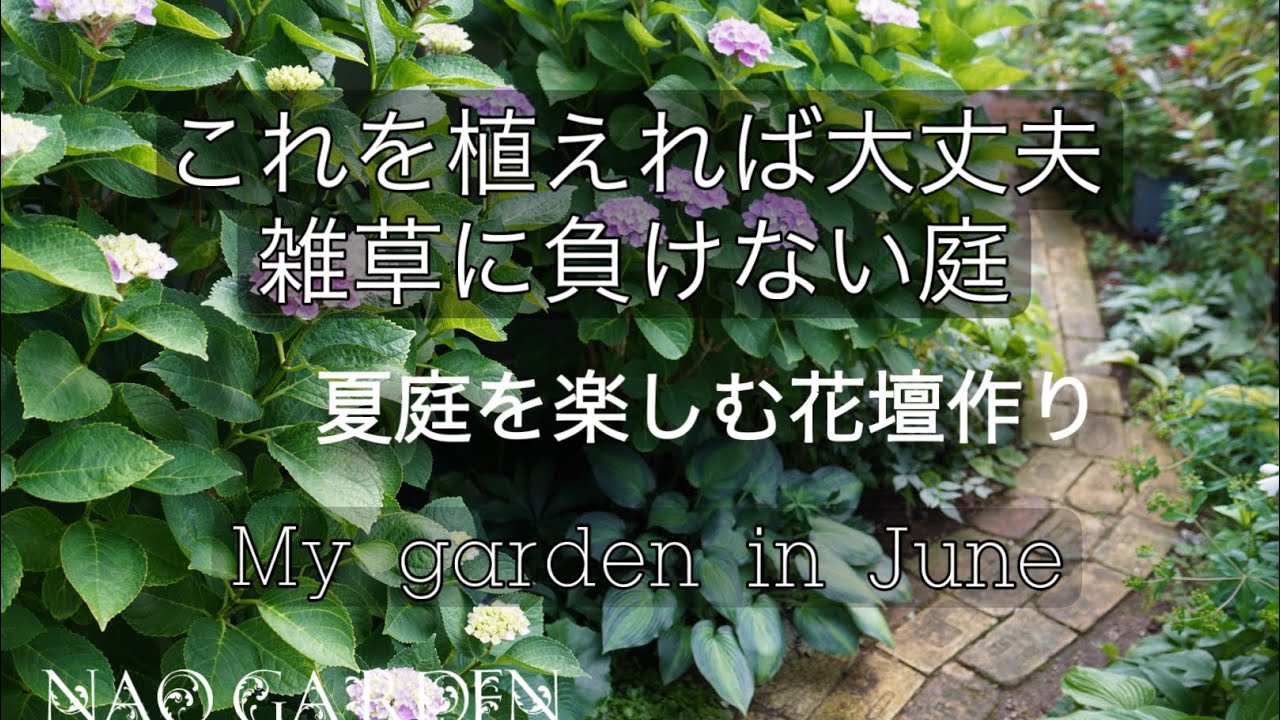 【ガーデニングVlog 】これを植えれば大丈夫🌿雑草に負けない庭｜夏庭を楽に楽しむ花壇作り｜倒れるアナベルを整える｜６月私の庭｜A weed-proof garden