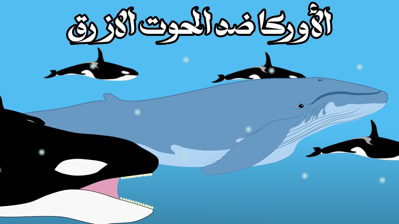 هل تستطيع الأوركا هزيمة الحوت الازرق أضخم كائن على وجه الأرض؟