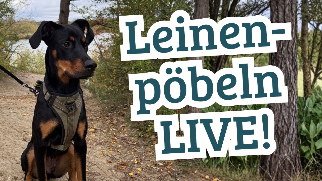 Leinenpöbeln verstehen – echte Situation, echte Lösungen