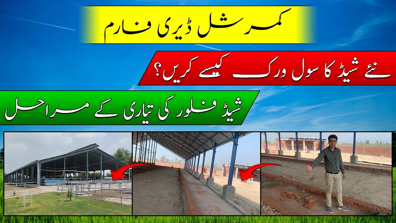 Commercial shed civil work plan| shed sewerage plan| cow sand bunkers|ڈیری شیڈ کا سول ورک کیسے کریں؟