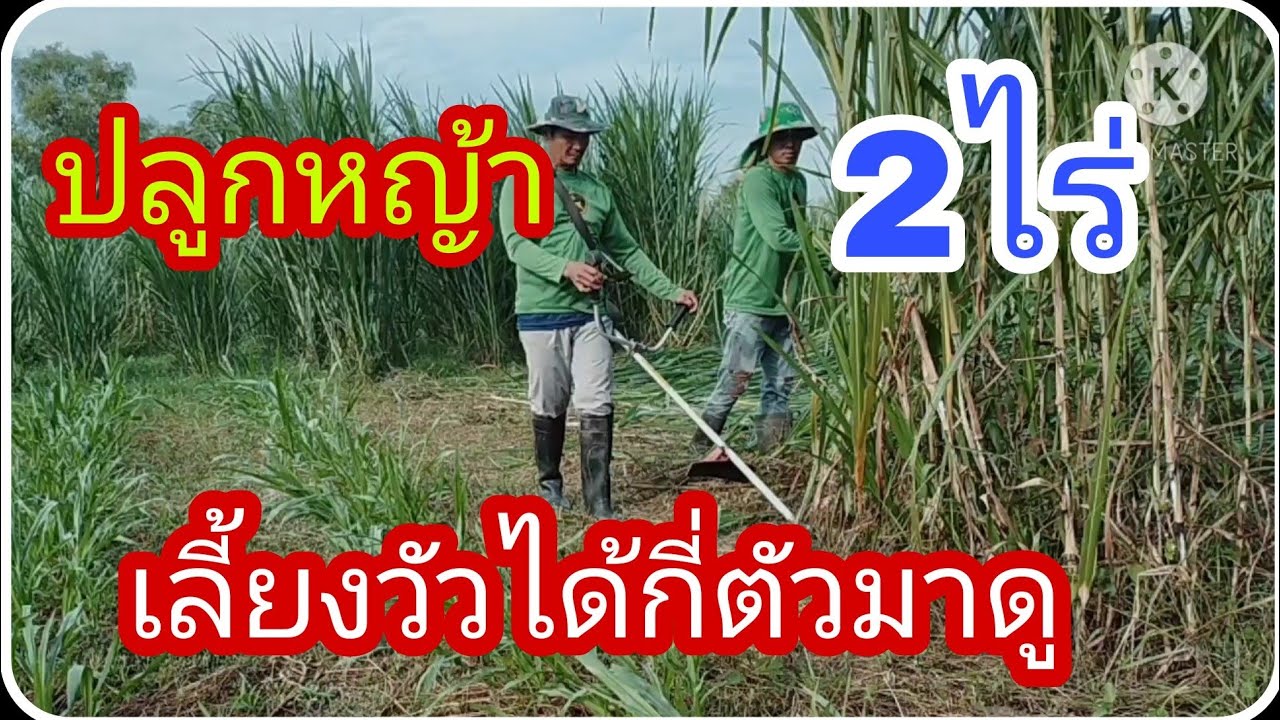 มือใหม่มาดูปลูกหญ้าเนเปียร์2ไร่เลี้ยงวัวได้กี่ตัว