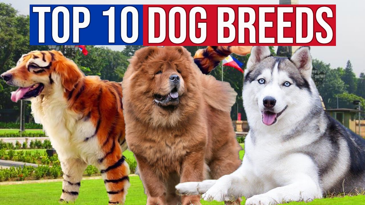 10 Sikat na Lahi ng Aso sa Pilipinas