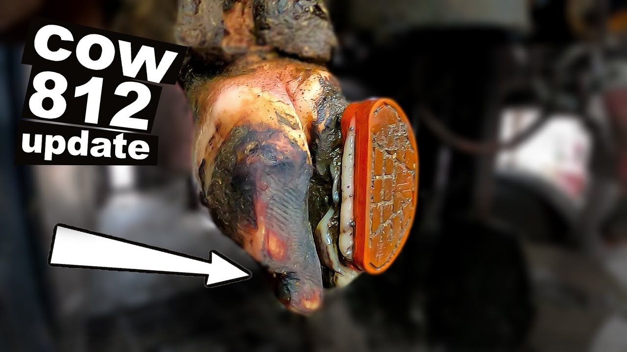 TREMBLING in PAIN ... HOOF TRANSFORMATION | cow 812 | The Hoof GP