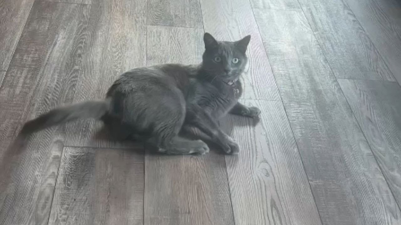 Cat Flipping: Acrobatics Replace Zoomies in Whiskered Wonder's Day || WooGlobe