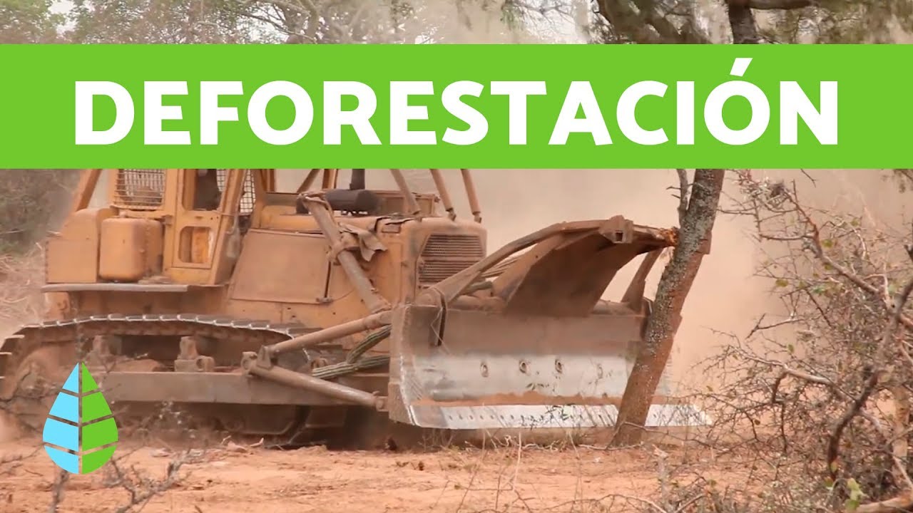 CAUSAS de la DEFORESTACIÓN y CONSECUENCIAS de la DEFORESTACIÓN