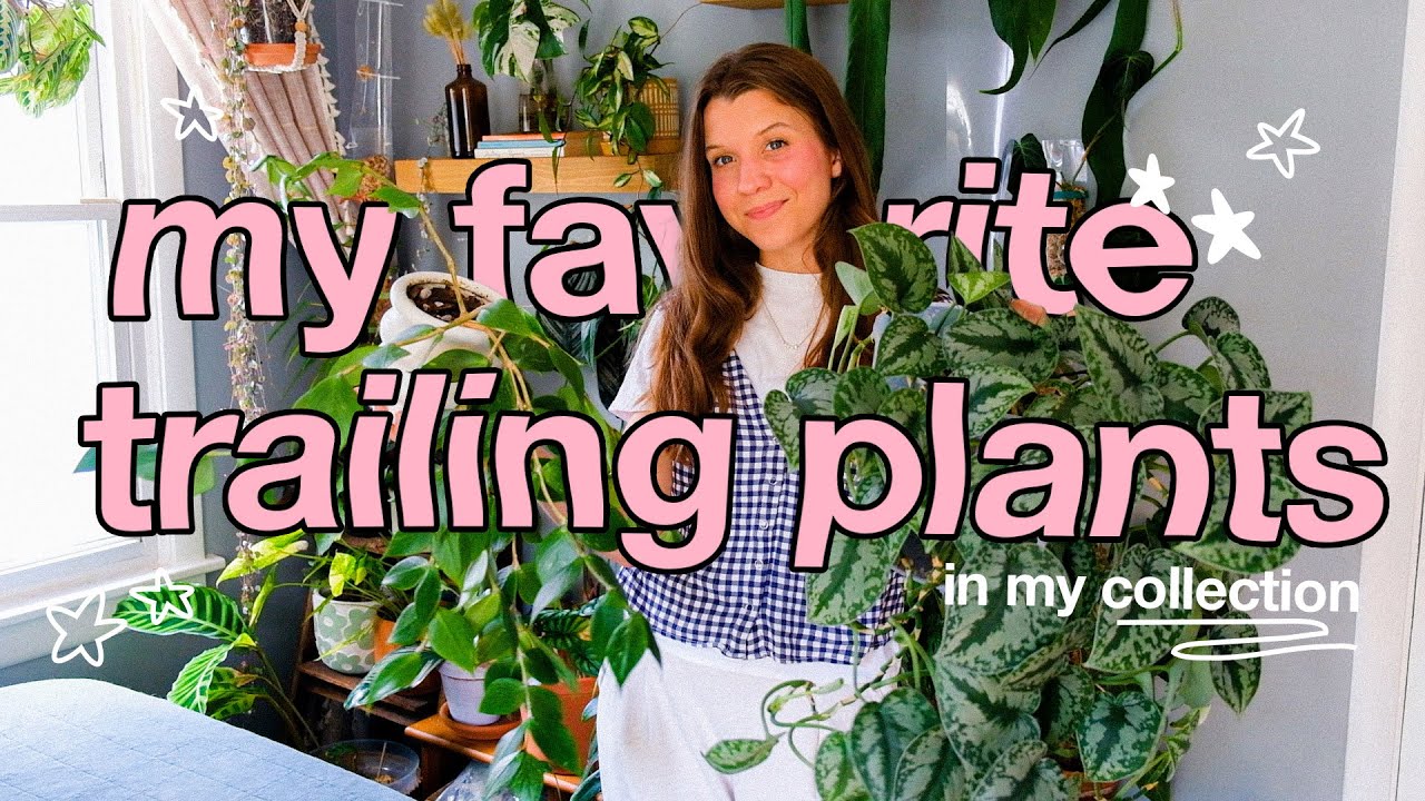my top five trailing houseplants 🌿 beautiful & easy-care!!