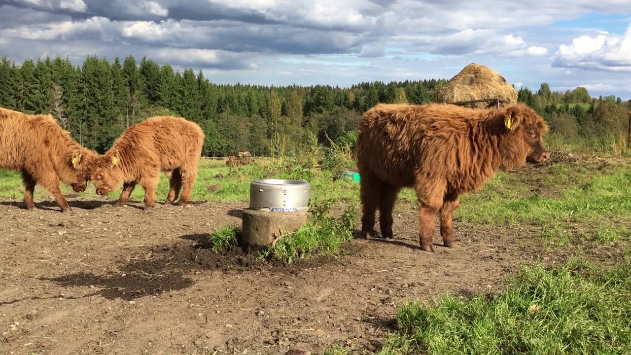 Scottish Highland Cattle In Finland: Fluffy Calves Playing
