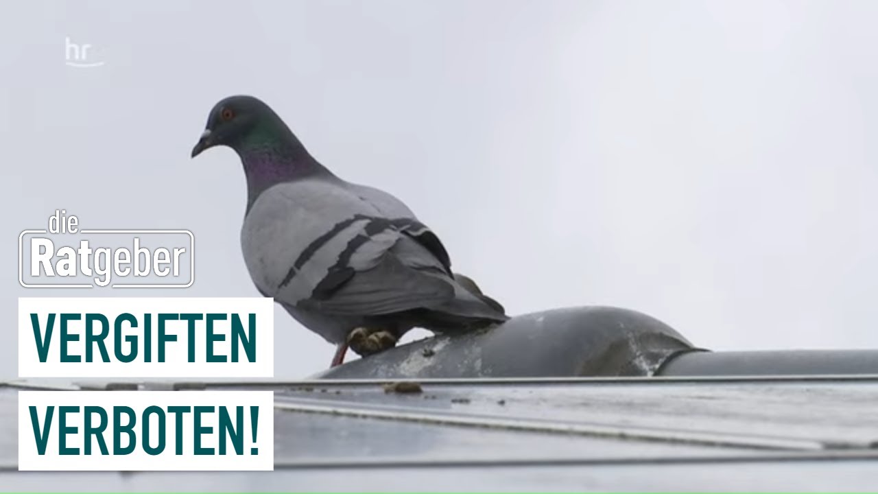 Tauben kehren zurück in die Innenstädte | Die Ratgeber