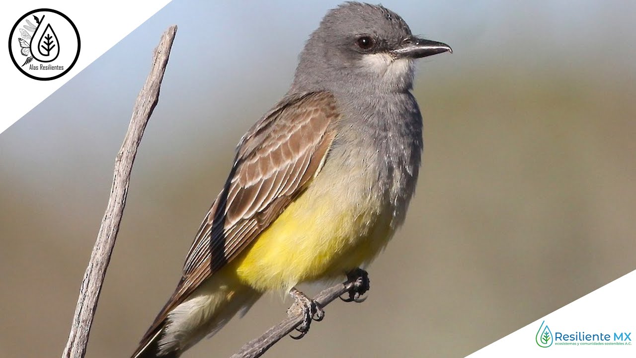 CANTO y VOZ Tirano Chibi&uacute; (Tyrannus vociferans) 