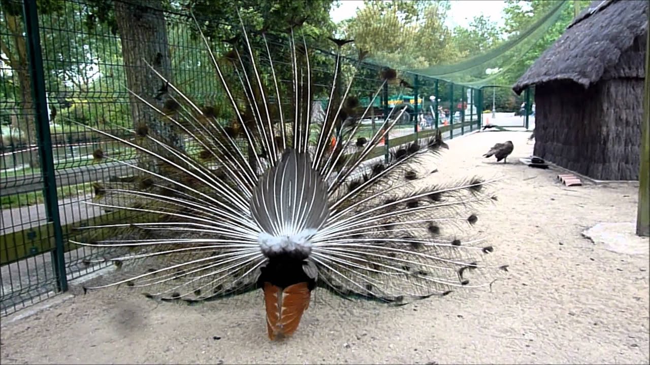 Paon bleu et paon blanc.wmv