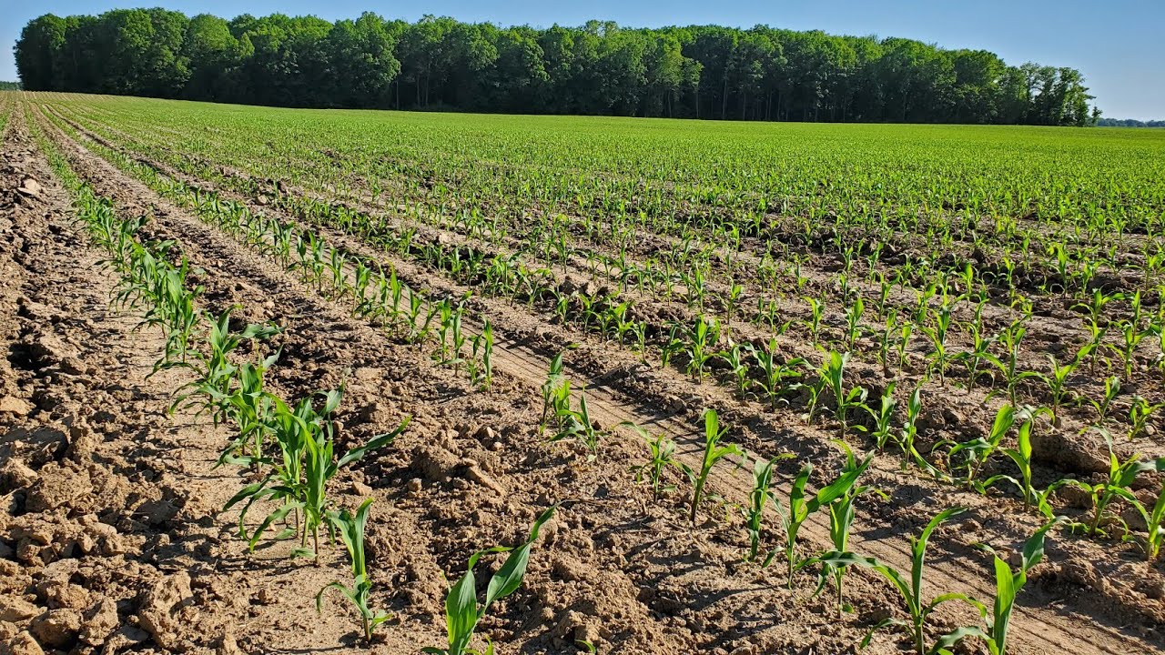 What a Beautiful Field of Corn! - 