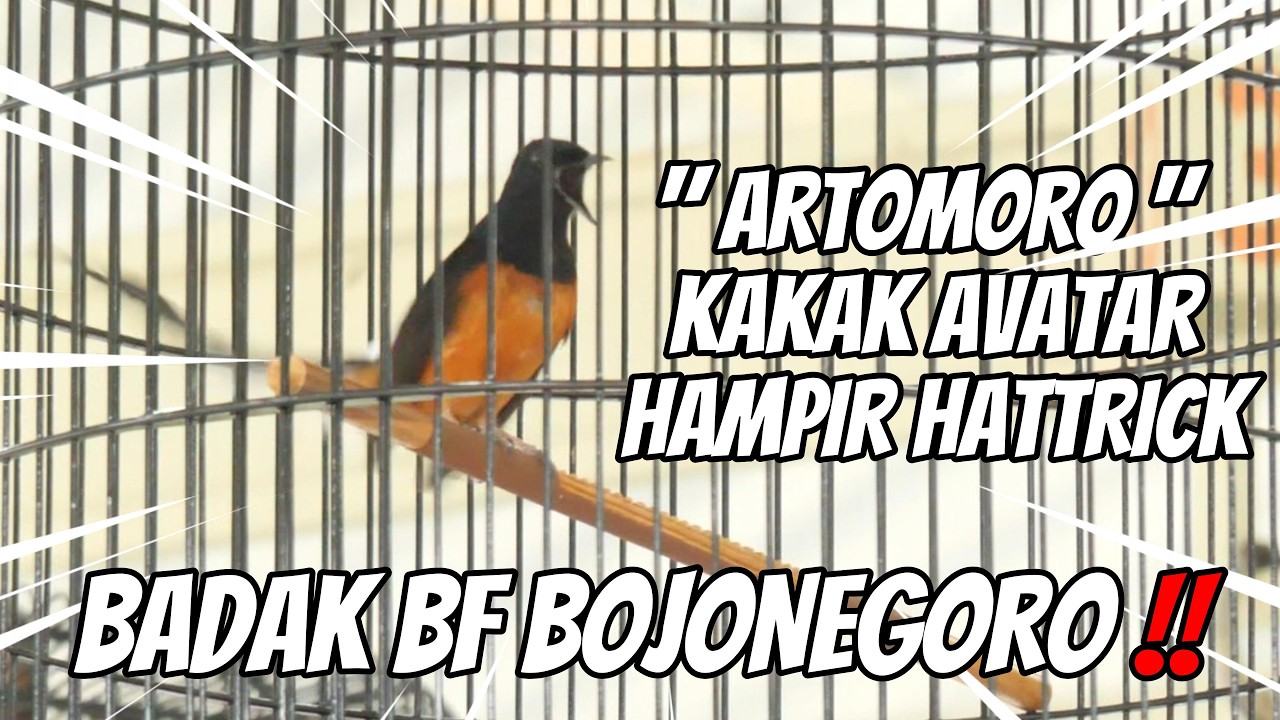 TERNYATA KUAT BUAT MAIN 3 KELAS !! YANG NYARI RING GLADIATOR BADAK BF HARUS SABAR