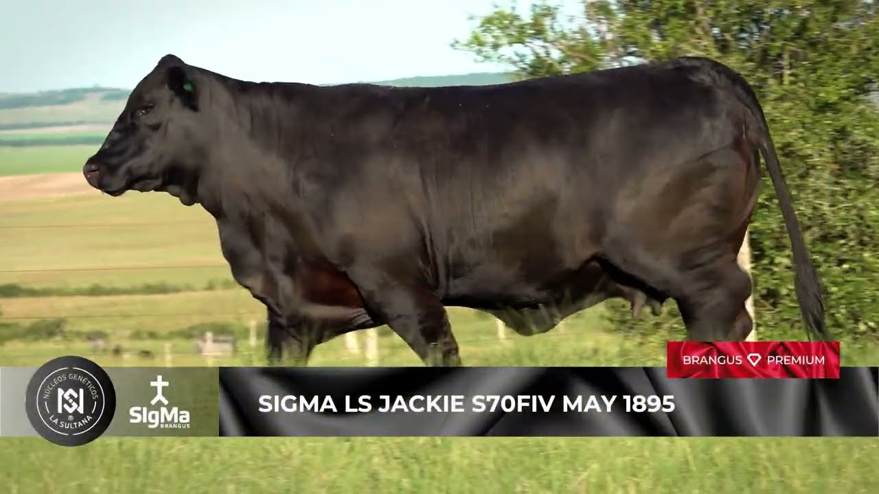 SIGMA LS JACKIE S70FIV MAY 1895 · Donantes Núcleo Genético La Sultana