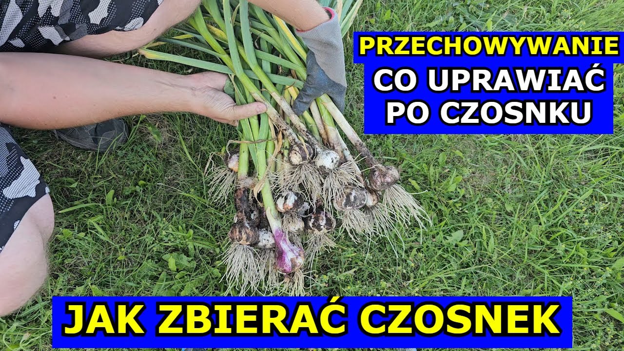 Jak Zbierać Czosnek, Kiedy, Co Uprawiać po Czosnku. Suszenie, Przechowywanie, Uprawa Czosnek Zimowy.