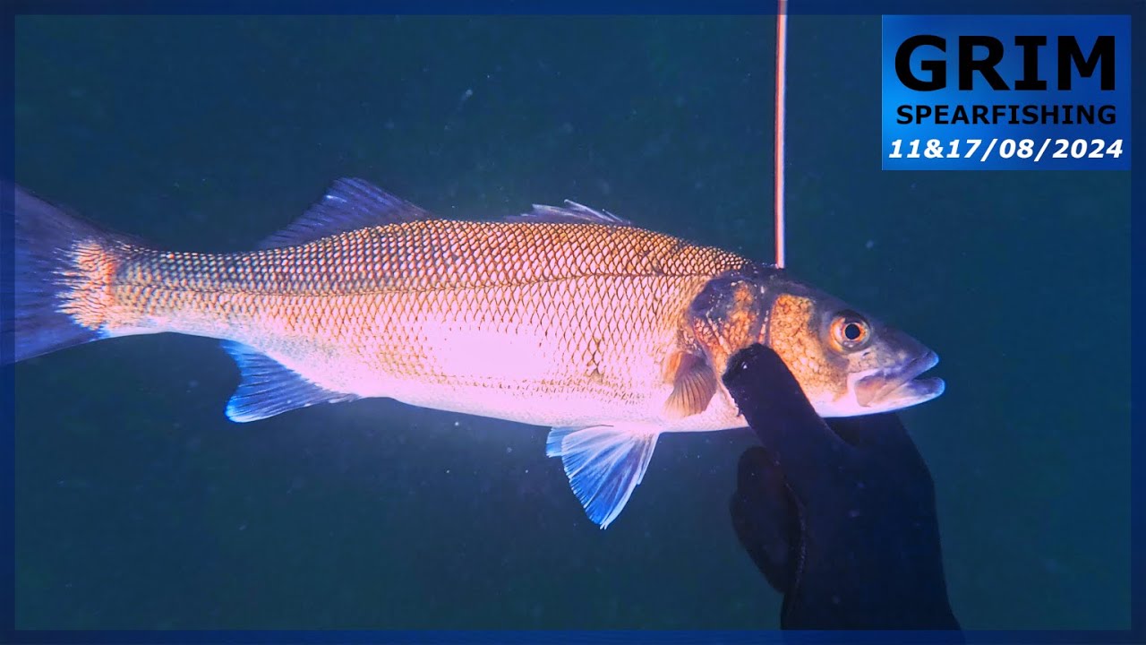 Chasse sous-marine (Côtes d'Armor 22) - Enfin du poisson et toujours du homard !