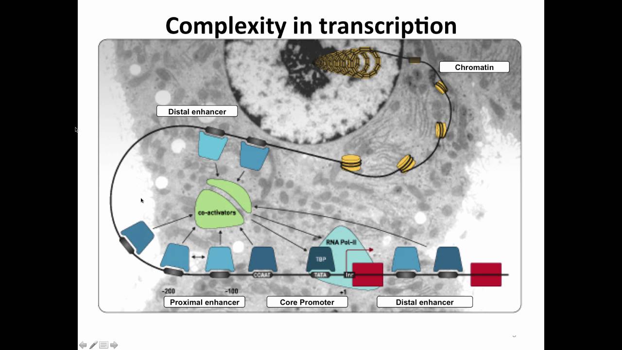 Gene Regulation Network Analysis