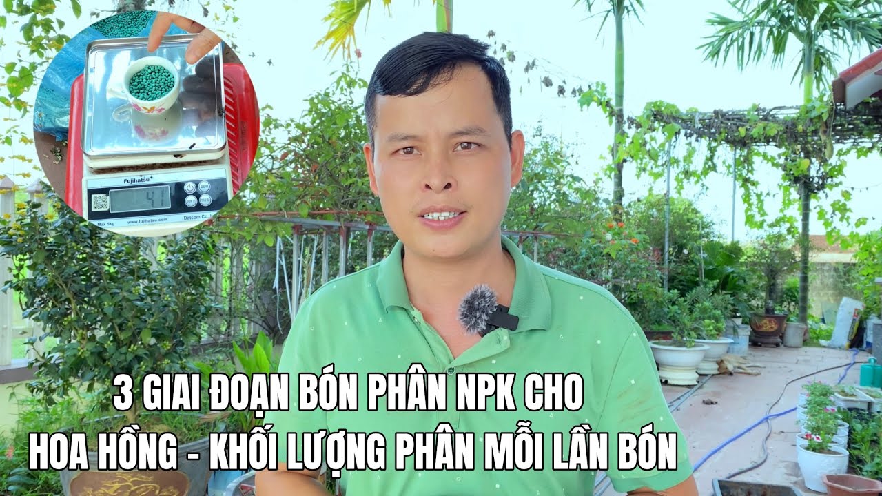 3 Giai đoạn bón phân NPK cho Hoa Hồng - Khối lượng phân mỗi lần bón