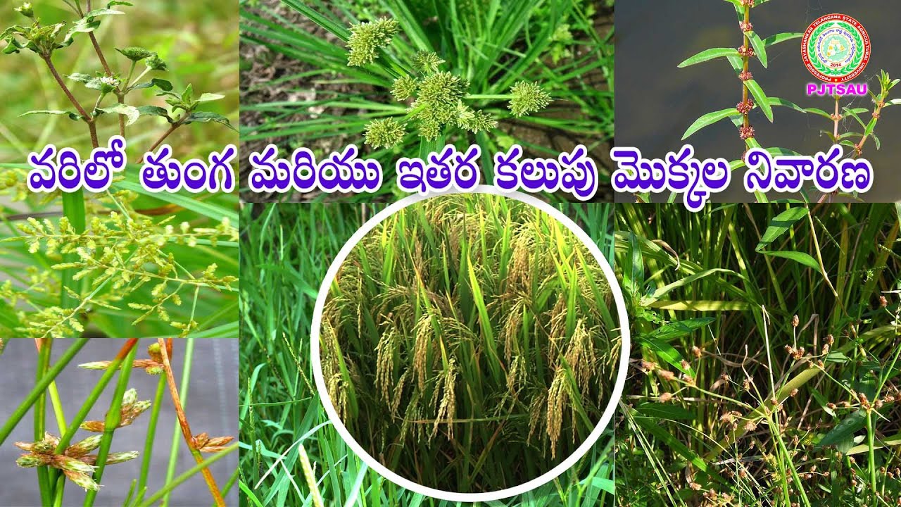 వరిలో తుంగ మరియు ఇతర కలుపు మొక్కల నివారణ II PJTSAU II