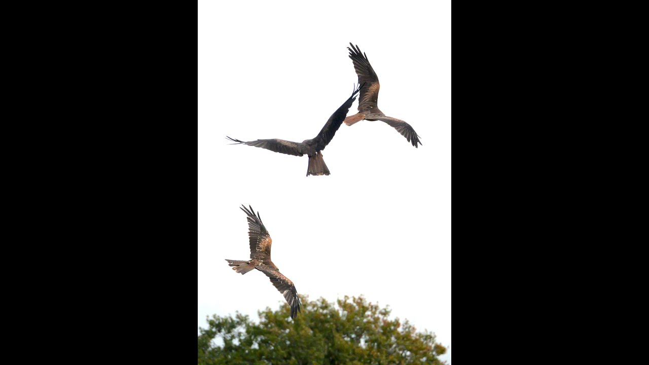 Brandon marsh nature reserve coventry, panasonic g9mkii, bird photography
