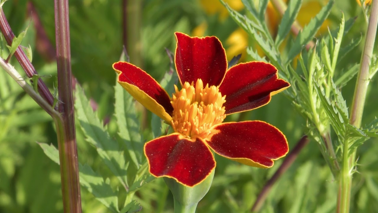 Effect van Tagetes
