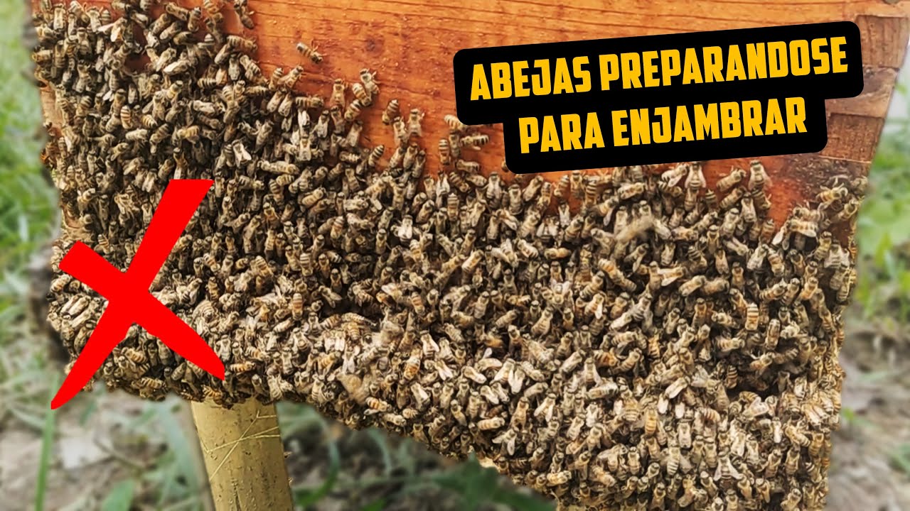 QUE HARIAS SI SE TE QUIEREN IR LAS ABEJAS 🐝