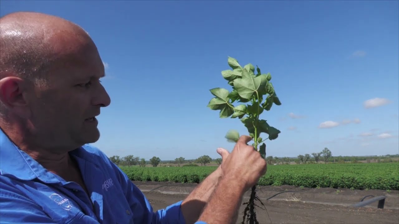 Cotton plant terminology 101