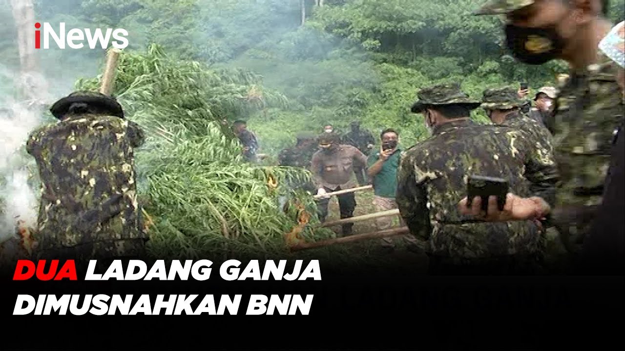 BNN Musnahkan Dua Ladang Ganja di Aceh - iNews Sore 20/06