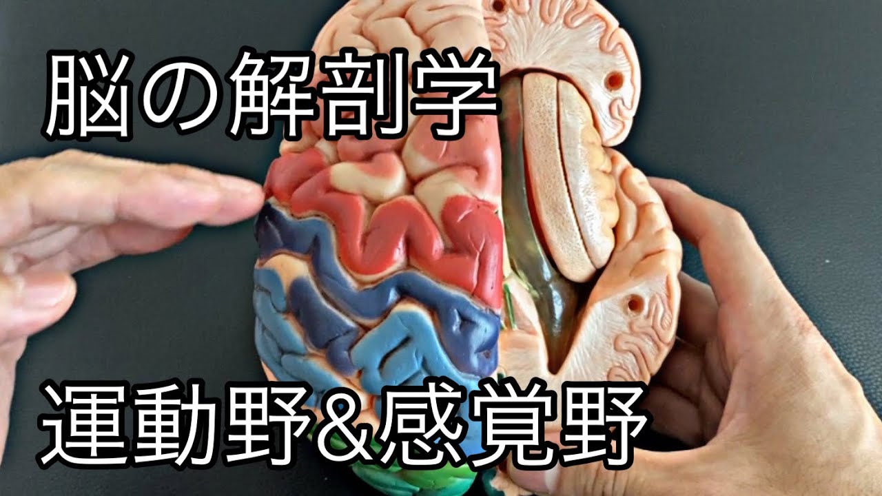 脳の解剖学:運動野と感覚野を解説してみた