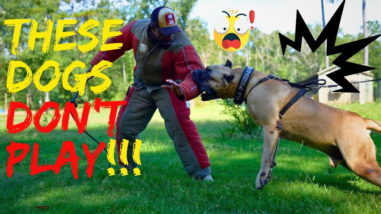 These Dogs Don't Play!!! Working Presa Canario's!!!
