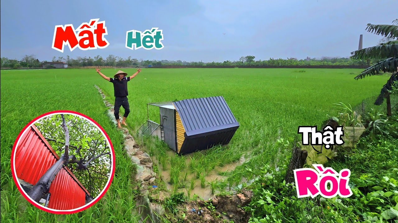 Bất Ngờ Cơn Bão Lớn Thổi Bay Avi Ra Ngoài Đồng Gẫy Cả Cây Trứng Cá Huyền Thoại / Quế Nghịch