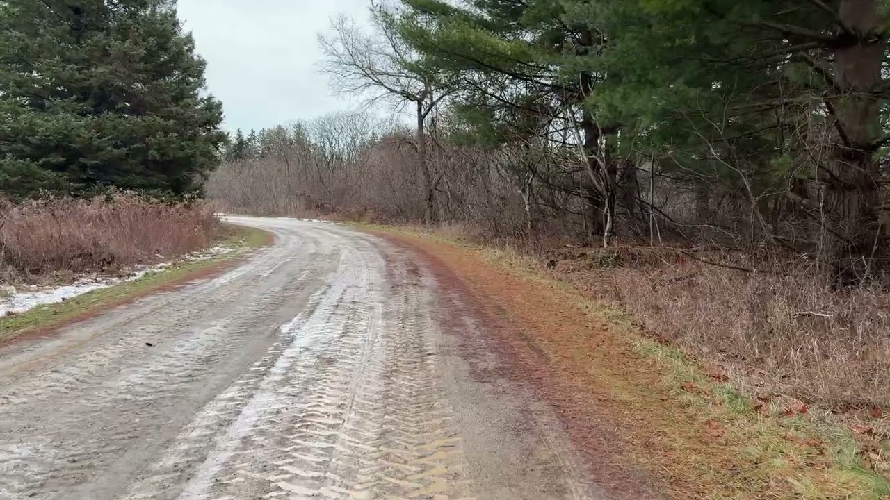 Frozen Forest Path • Daily Walk