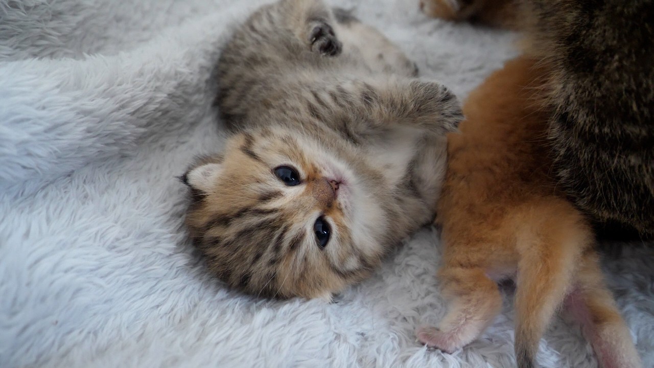Kitten Choco hugs Mimi's baby kittens for the first time