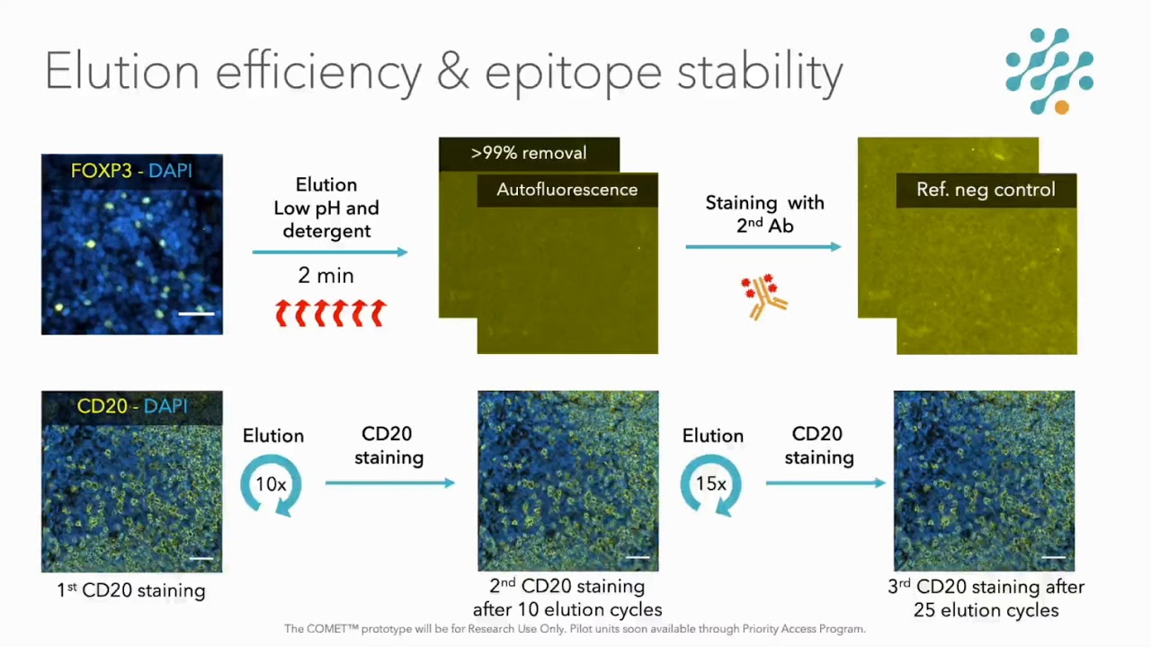 Rapid hyper plex staining and simultaneous imaging for immunophenotyping of tissue sections