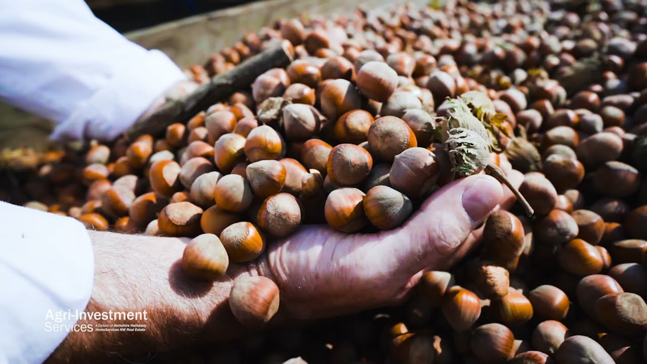 OREGON HAZELNUT ORCHARDS