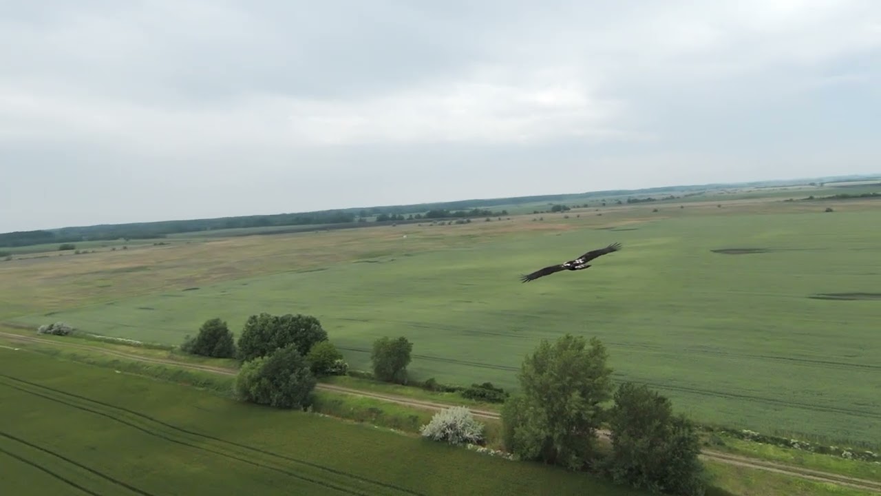 Encoder 4K