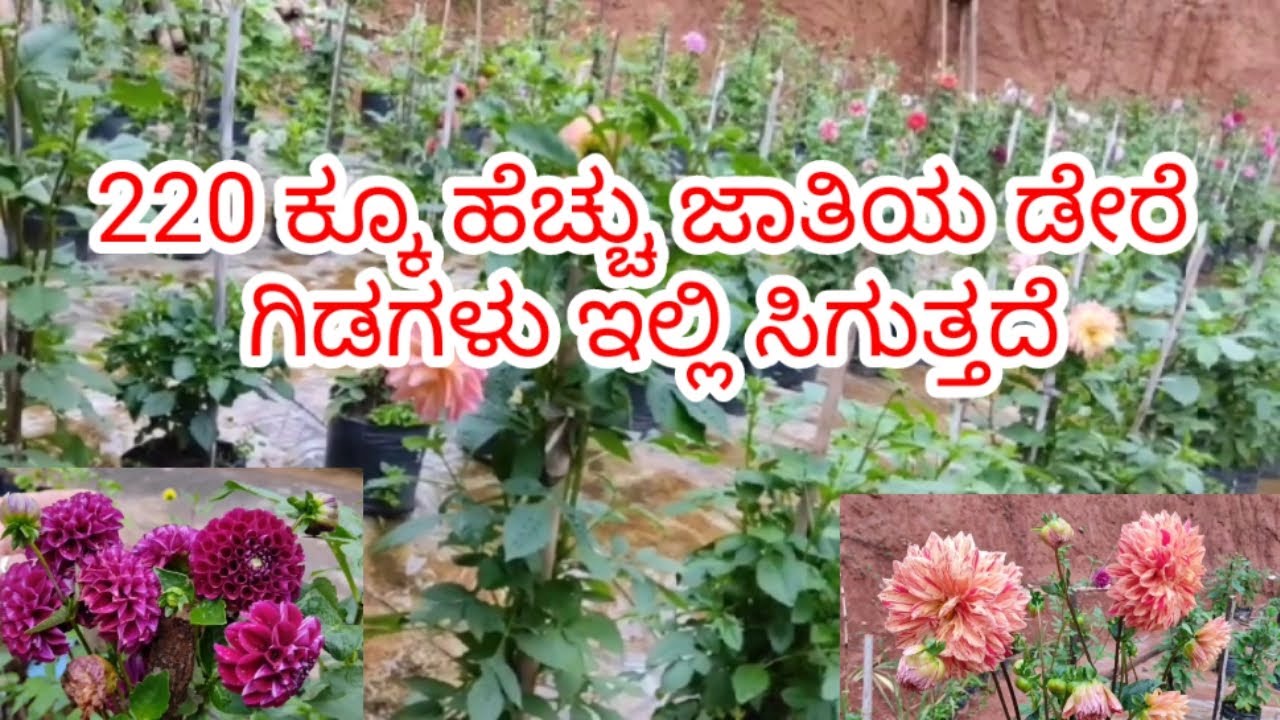 220 ಕ್ಕೂ ಹೆಚ್ಚು ಜಾತಿಯ ಡೇರೆ ಗಿಡಗಳು ಇಲ್ಲಿ ಸಿಗುತ್ತದೆ|more than 220varities of dalhia are available here