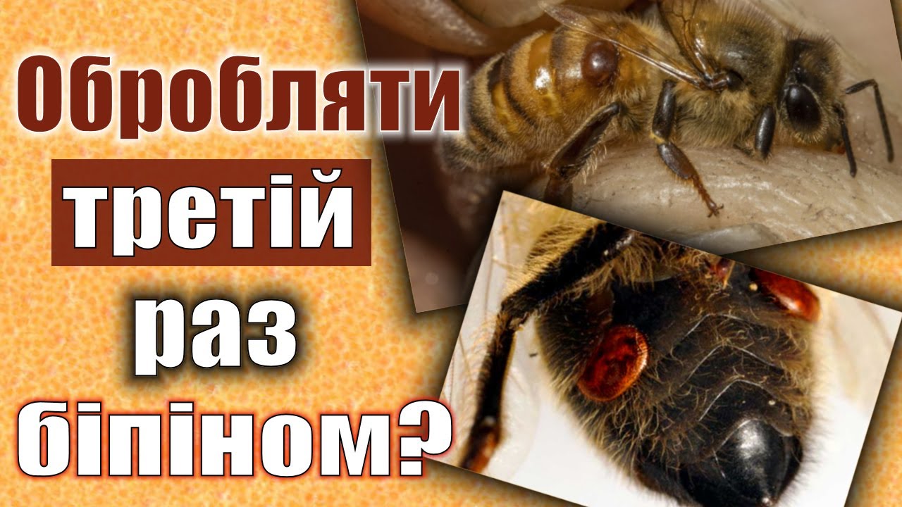 Третя обробка бджіл біпіном. Кліщ Вароа не вгамовується!